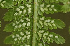 Wijfjesvaren met langwerpige of gebogen sporenhoopjes met sporangia