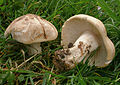 Mairitterling (Calocybe gambosa)