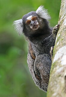 Common Marmoset 1280.jpg