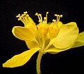 Les cyathes de Euphorbia epithymoides sont également jaune brillant.