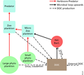 Image 16Food web structure in the euphotic zone. The linear food chain large phytoplankton-herbivore-predator (on the left with red arrow connections) has fewer levels than one with small phytoplankton at the base. The microbial loop refers to the flow from the dissolved organic carbon (DOC) via heterotrophic bacteria (Het. Bac.) and microzooplankton to predatory zooplankton (on the right with black solid arrows). Viruses play a major role in the mortality of phytoplankton and heterotrophic bacteria, and recycle organic carbon back to the DOC pool. Other sources of dissolved organic carbon (also dashed black arrows) includes exudation, sloppy feeding, etc. Particulate detritus pools and fluxes are not shown for simplicity. (from Marine food web)