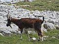 Geifr ger calchfaen Pen y Gogarth, Llandudno