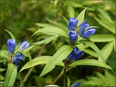 Description de l'image Gentiana triflora ( Горечавка ) (8648742856).jpg.