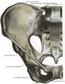 Articolazione sacrovertebrale. Vista anteriore.