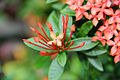 Ixora chinensis