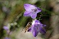 Bláklukka (Campanula rotundifolia) hefur samvaxin blá krónublöð.