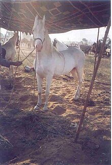 Sous une tente, un cheval blanc est tenu en main.