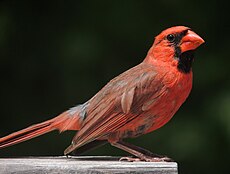 Cardinalis cardinalis