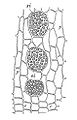 カボチャ属の師部の横断面模式図: 師板 (si) が見える。