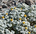 Psathyrotes ramosissima dans Death Valley.