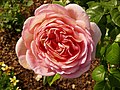 Abraham Darby (Rose)