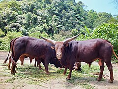 Sapi angkole watusi di taman margasatwa Cisarua