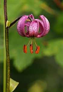 Лилияны гоккасы (Lilium martagon)