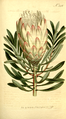 Protea repens, et medlem af Protea-ordenen (Proteales).