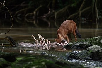 Cão-selvagem-asiático (Cuon alpinus) e varano-malaio (Varanus salvator) alimentando-se de um cadáver no parque nacional de Khao Yai, Tailândia. O cão-selvagem-asiático é um animal altamente social, vivendo em grandes clãs sem hierarquias de dominância rígidas e contendo várias fêmeas reprodutoras. É um caçador de matilha diurno que visa preferencialmente ungulados de grande e médio porte. Está listado como ameaçado na Lista Vermelha da IUCN, pois as populações estão diminuindo e estima-se que incluam menos de 2 500 indivíduos maduros. Os fatores que contribuem para esse declínio incluem perda de habitat, perda de presas, competição com outras espécies, perseguição devido à predação de gado e transmissão de doenças de cães domésticos. (definição 5 021 × 3 352)