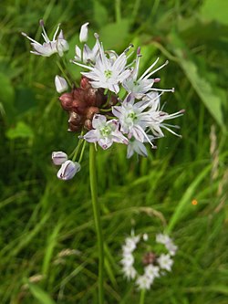 Allium macrostemon