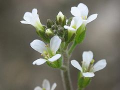 Inflorescență