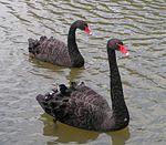 Black swan