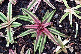 Cryptanthus bivittatus