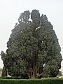 Image 354000 years old Cypress of Abarqu is the oldest tree in Iran and the second oldest tree in the world. (from List of trees of Iran)