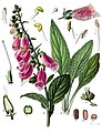 Digitalis purpurea L.