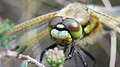 Libellula dalle quattro macchie (Libellula quadrimaculata)