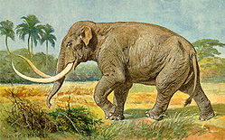 Mammuthus imperator