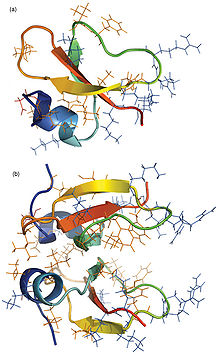 Monomeric and dimeric representations of HBD-2.jpg