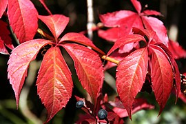 Herbstfärbung Selbstkletternde Jungfernrebe