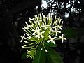 White Ixora