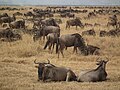 Dryžuotųjų gnu banda Tanzanijoje