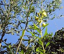 Baccharis dracunculifolia (o chilca).