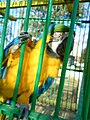 The macaw in Bitola Zoo