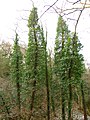 Hedera helix on trees near Srbsko, Czech Republic