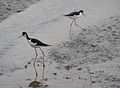 Image 35Mudflats become temporary habitats for migrating birds (from Marine habitat)