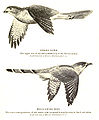 Image 14The hawk-cuckoo resembles a predatory shikra, giving the cuckoo time to lay eggs in a songbird's nest unnoticed (from Animal coloration)