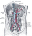 De arteria mesenteria superior loopt voor de vena renalis sinistra langs.