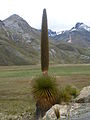 Puya raimondii (broméliafélék)