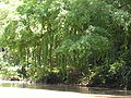 plants along the Loboc, Bohol River banks taken while on a river cruise upstream