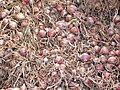 Cebollas rosadas de Roscoff