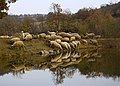 Dog herding sheep