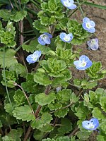 grote ereprijs (Veronica persica)