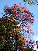 Flame tree flowering out of season in mid-April, Royal National Park, Australia