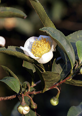 Tee (Camellia sinensis)