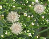 Canadese fijnstraal (Erigeron canadensis)