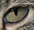 Paksu vertikaalse piluga kassi pupill