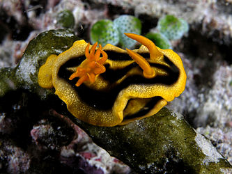 Chromodoris joshi