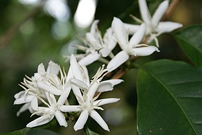 Arabia kofeo (Coffea arabica)