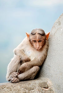 Bonnet Macaque