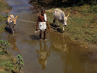 Un paysan, dans le Tamil Nadu (Inde), en 1993. (définition réelle 1 890 × 1 411)
